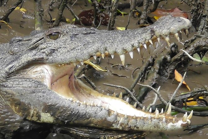 1-Hour Daintree River wildlife cruise - The guides shape the experience