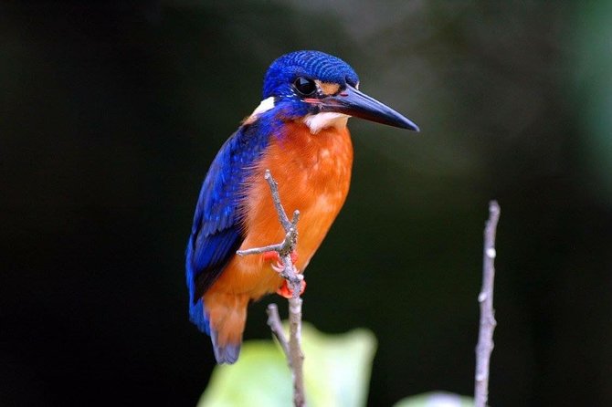 1-Hour Daintree River wildlife cruise - Rain, sun, and the reality of wild animals