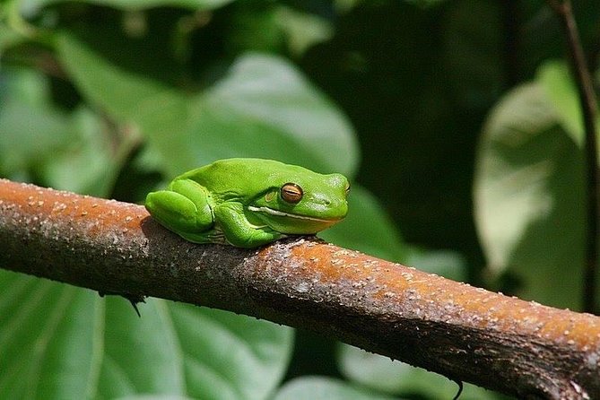 1-Hour Daintree River wildlife cruise - Complimentary drinks and tour choices