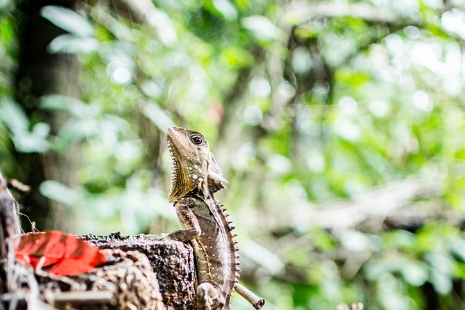 1-Hour Daintree River wildlife cruise - One hour on the Daintree River