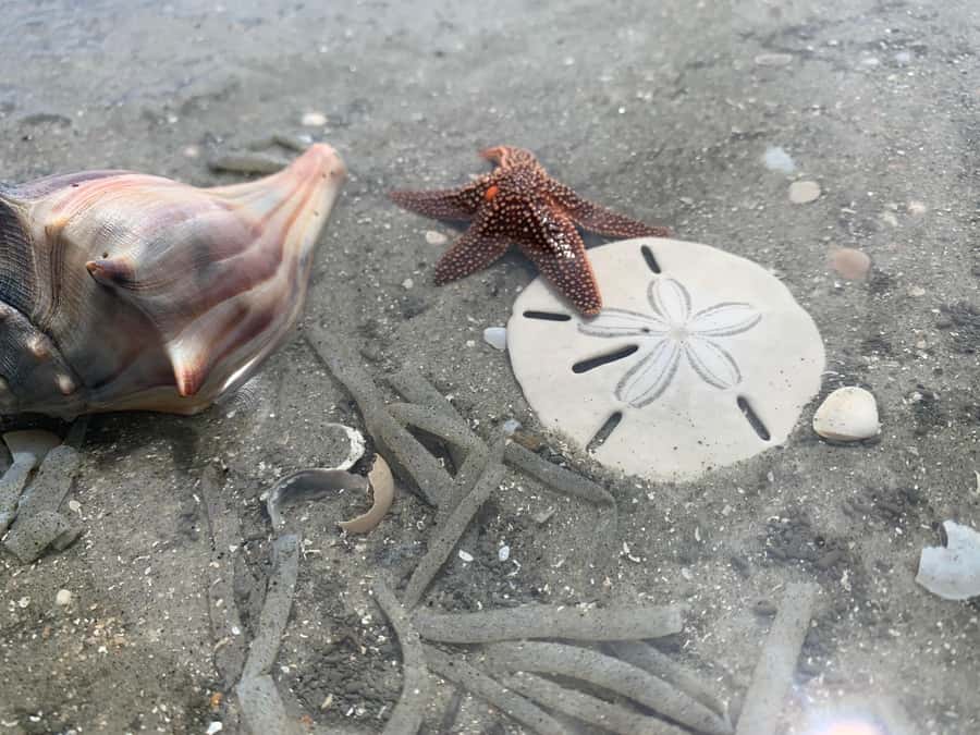 2hr Private River Cruise with stop at Morris Island - Through Folly Beach’s tidal waterways