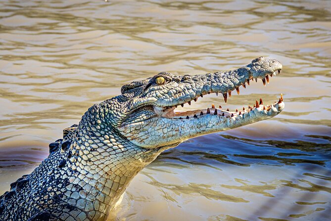 Adelaide River Cruises - Jumping Crocodile Experience - Why this crocodile cruise is worth your time