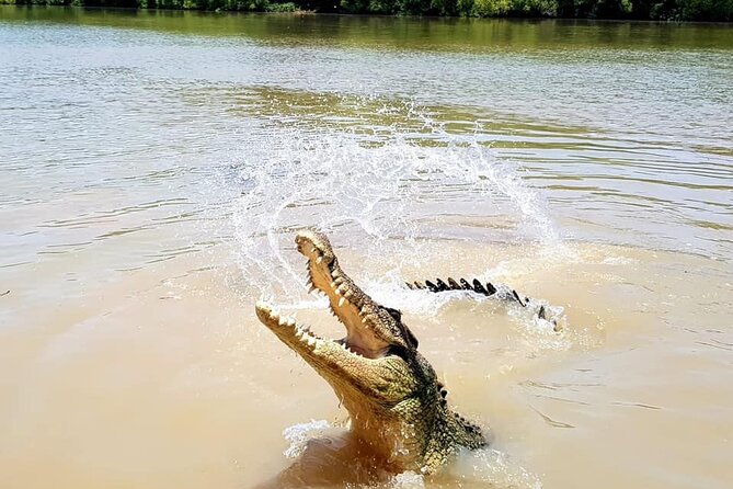 Adelaide River Cruises - Jumping Crocodile Experience - The jumping crocodile demonstration