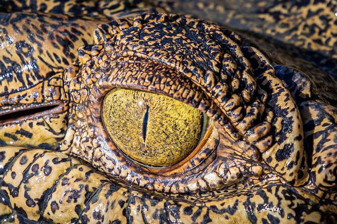Adelaide River Cruises - Jumping Crocodile Experience - What makes the guides important