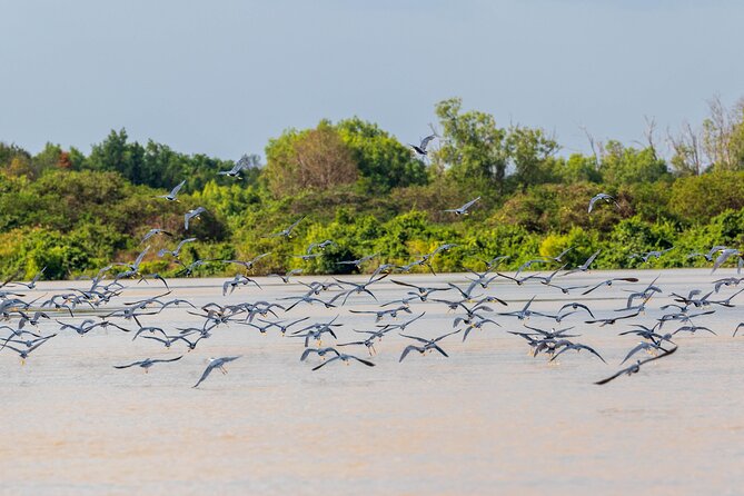 Adelaide River Cruises - Jumping Crocodile Experience - Price, group size, and overall value