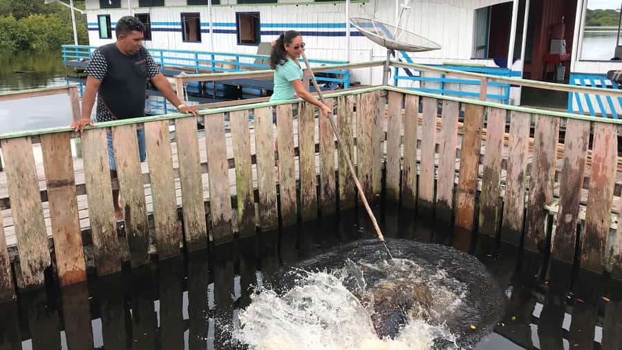 Amazonas: Boat Ride with a Local Amazonian - Seeing giant water lilies up close