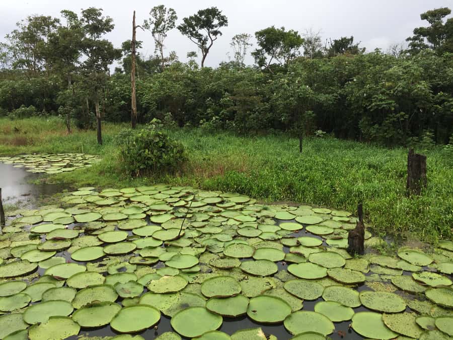 Amazonas: Boat Ride with a Local Amazonian - Passing through a floating village