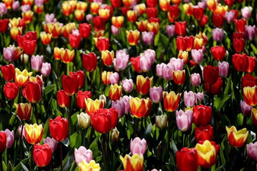 Amsterdam: Keukenhof Ticket with Shuttle Bus + Canal Cruise - Starting at This is Holland beside Central Station
