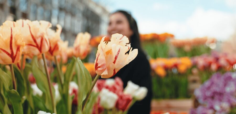 Amsterdam: Premium Tulip Boat Canal Tour - Drinks, comfort, and what to bring