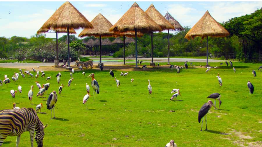 Bangkok: Private Family Tour to Safari & River Dinner Cruise - Afternoon free time and a family-friendly pace