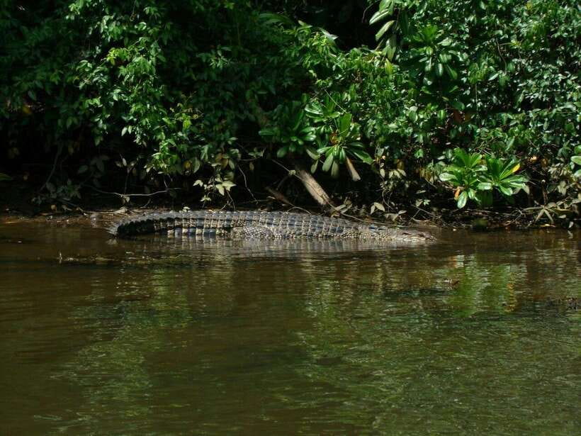 Bentota: River Boat Safari - Practical preparation for the boat