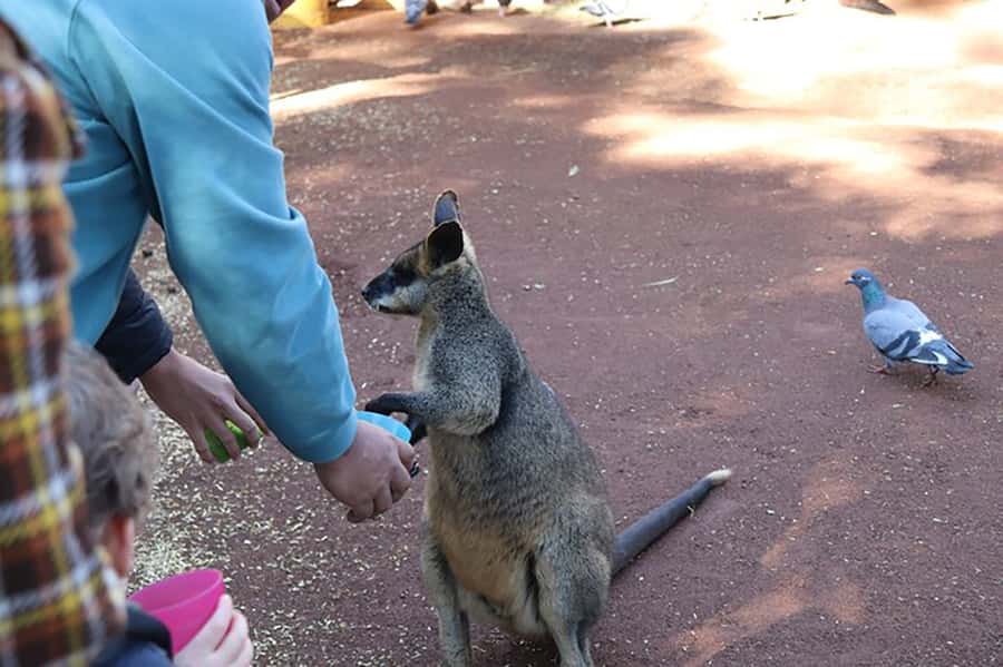 Blue Mountains: Private Tour with Wildlife and River Cruise - Why this private Blue Mountains day works