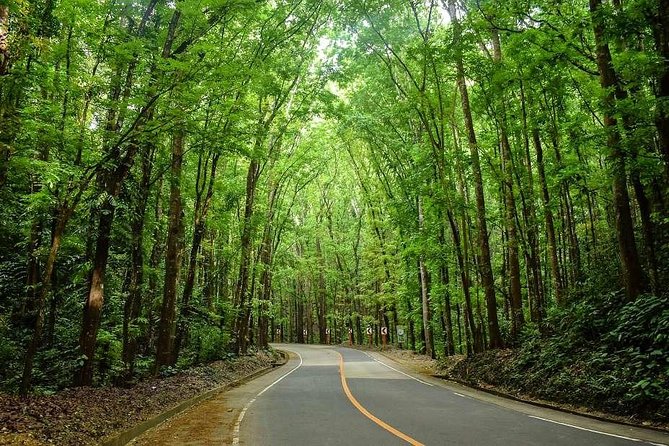 Bohol Countryside Day Tour From Cebu City | Lunch at Loboc River Cruise - The Bilar mahogany forest is a quick roadside scene