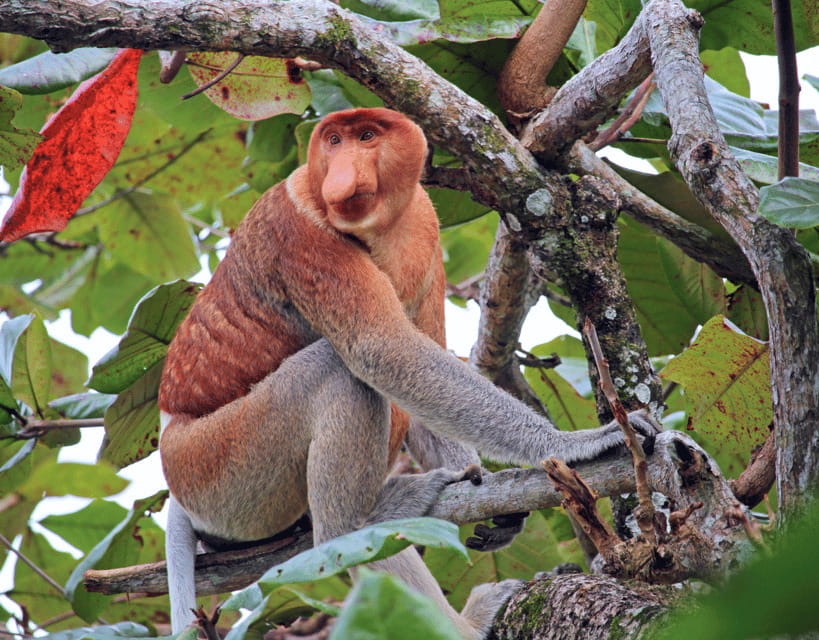 Bongawan River Cruise: Proboscis Monkey & Fireflies Mangrove - Transport, timing, and comfort