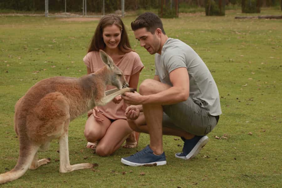 Brisbane River Cruise and Koala Sanctuary Visit - The 75-minute cruise through Brisbane