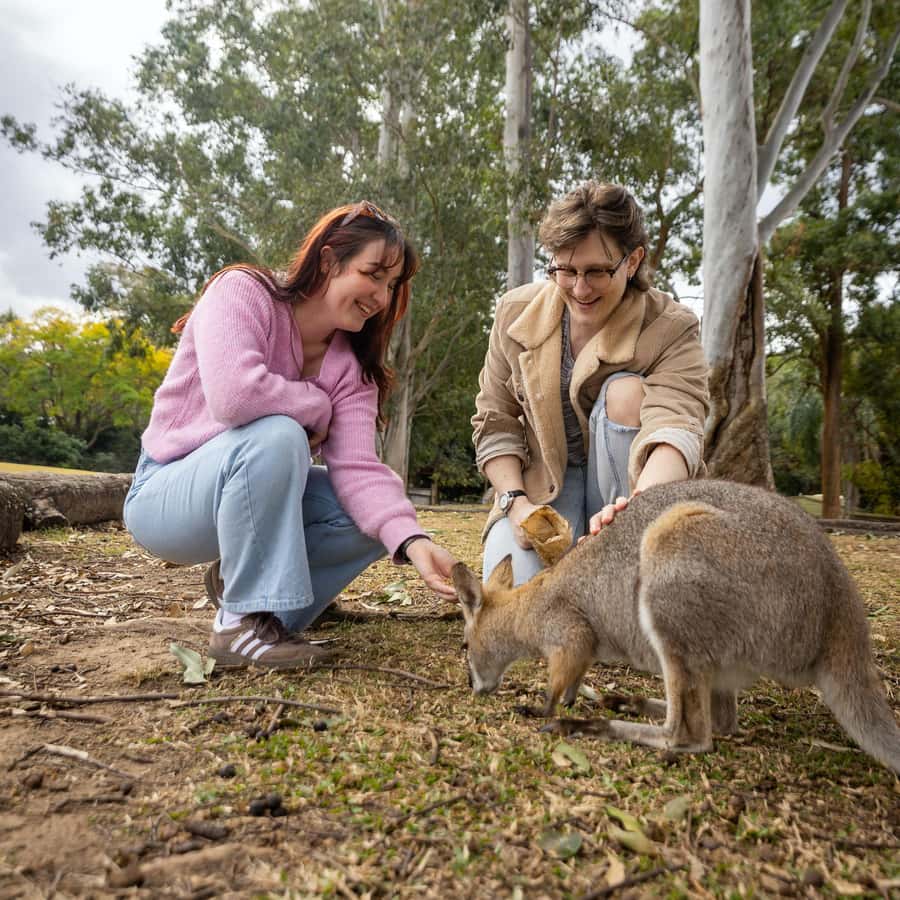 Brisbane River Cruise and Koala Sanctuary Visit - Platypus House, raptors, and sheepdogs