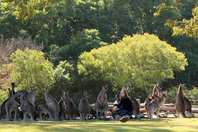 Brisbane River Cruise with entry to Lone Pine Koala Sanctuary - Five things to know before you go