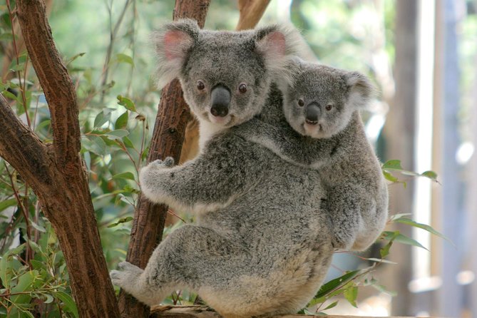 Brisbane River Cruise with entry to Lone Pine Koala Sanctuary - Why this Brisbane pairing works so well