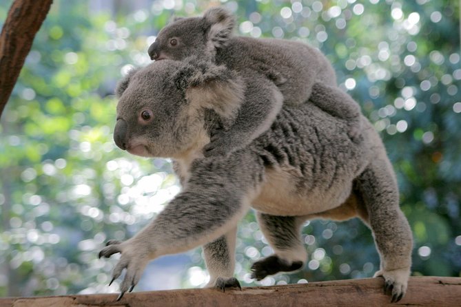 Brisbane River Cruise with entry to Lone Pine Koala Sanctuary - Three hours at Lone Pine Koala Sanctuary