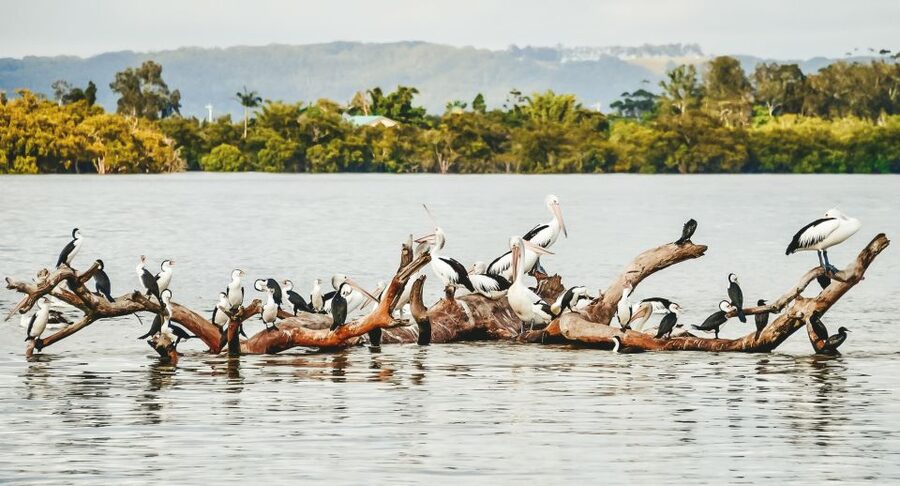 Byron Bay: Scenic Sunset River Cruise - My verdict: book it for the river, not a guarantee