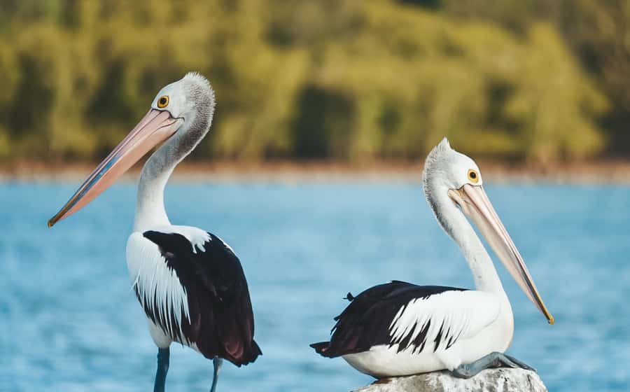 Byron Bay: Scenic Sunset River Cruise - Mobb’s Bay and the turn around Pimlico Island