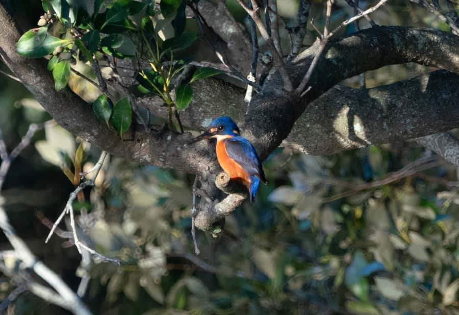 Byron Bay: Scenic Sunset River Cruise - Who will enjoy this river cruise most?