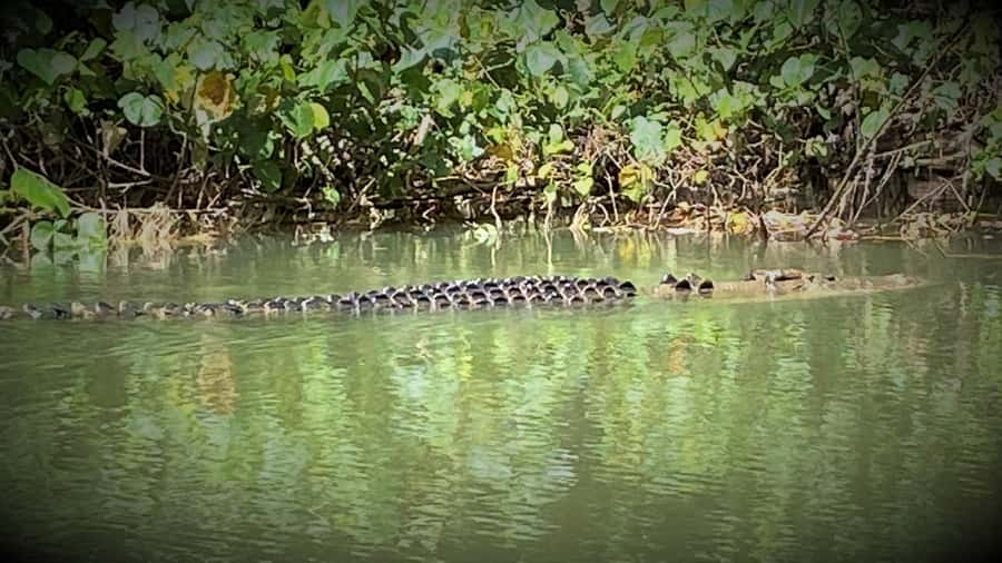 Cairns: Daintree River Cruise and Mossman Gorge - Key points at a glance