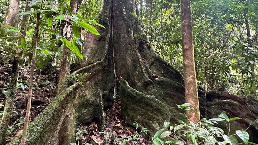 Cairns: Daintree River Cruise and Mossman Gorge - Why this Cairns day trip works so well