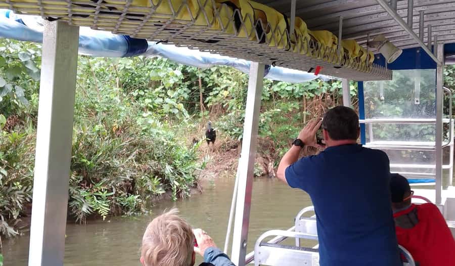 Cairns: Daintree River Cruise and Mossman Gorge - Searching for crocodiles on the Daintree River