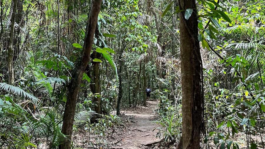 Cairns: Daintree River Cruise and Mossman Gorge - Mossman Gorge and the ancient rainforest