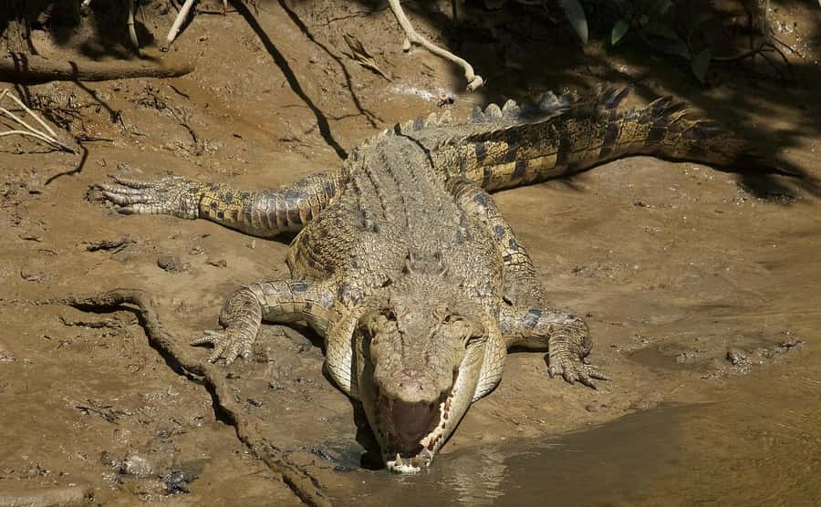 Cairns: Daintree River Cruise and Mossman Gorge - Swimming in Mossman Gorge