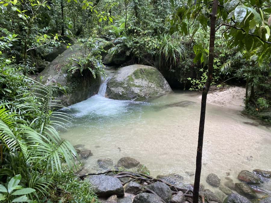 Cairns: Daintree River Cruise and Mossman Gorge - Rex’s Lookout and the ride back to Cairns