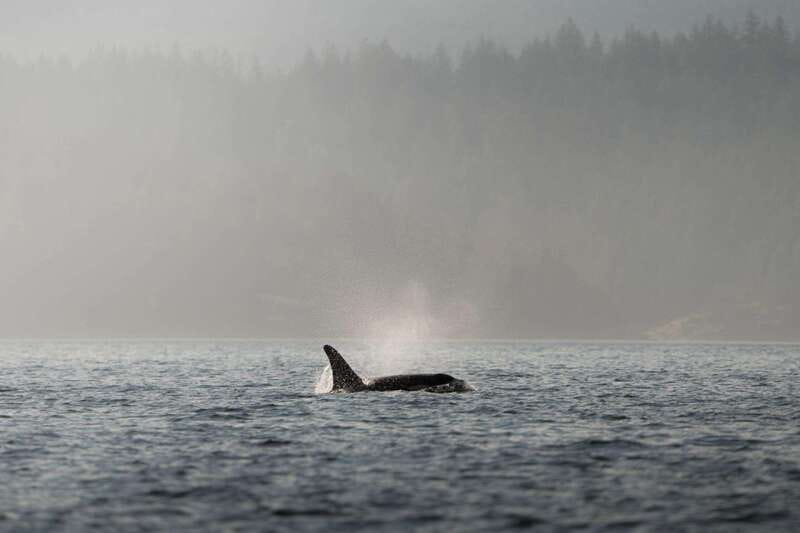 Campbell River: 6-Hour Whale Watching Boat Tour - Key points at a glance