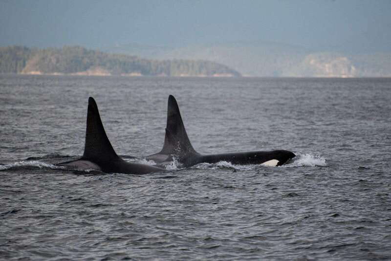 Campbell River: 6-Hour Whale Watching Boat Tour - Three hours among the islands and straits