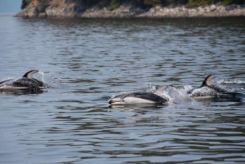 Campbell River: 6-Hour Whale Watching Boat Tour - A half-hour lunch break on shore