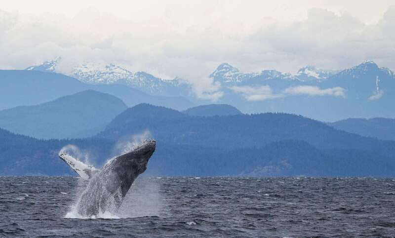 Campbell River: 6-Hour Whale Watching Boat Tour - Zodiac or covered vessel?