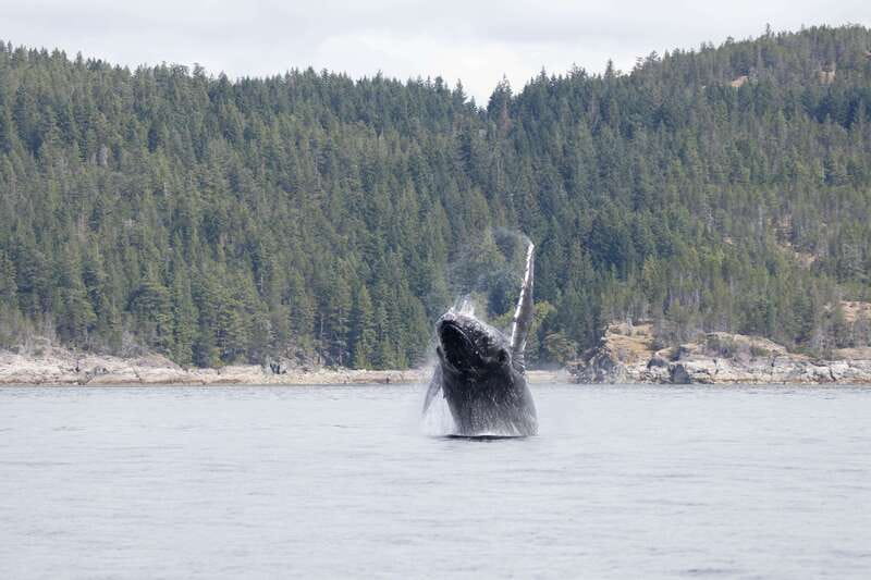 Campbell River: Whale Watching Cruise with Lunch - Key points at a glance