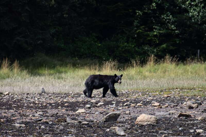 Campbell River: Whale Watching Cruise with Lunch - The search for humpbacks, orcas, and dolphins