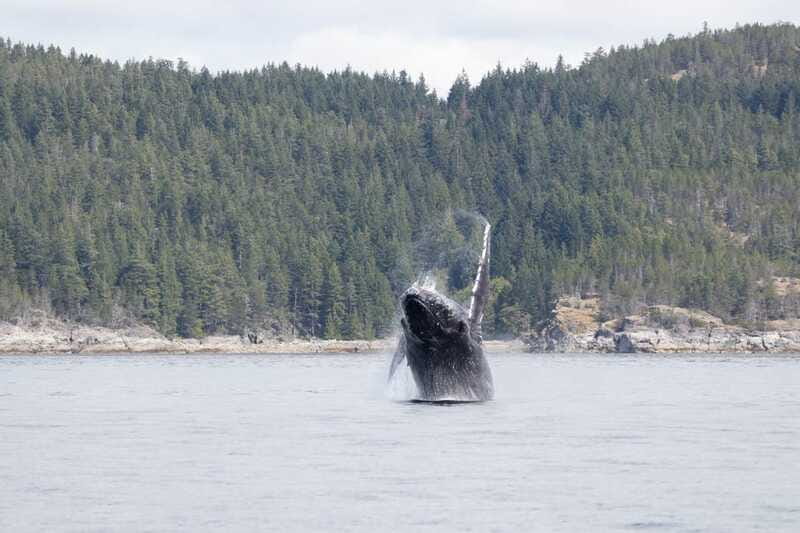 Campbell River: Whale Watching Cruise with Lunch - Who should book this cruise?