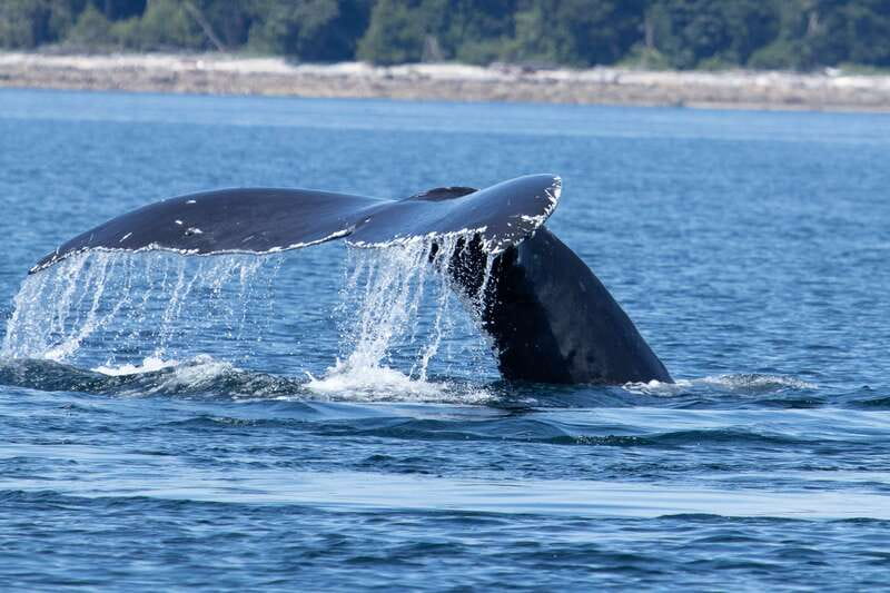 Campbell River: Whale Watching Cruise with Lunch - Why the boat makes a difference