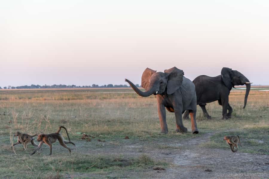 Chobe National Park: Day Trip, Safari drive & River Cruise - Chobe safari highlights at a glance