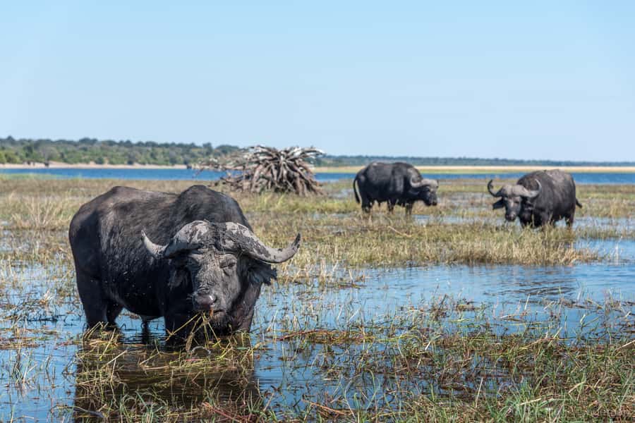 Chobe National Park: Day Trip, Safari drive & River Cruise - Why Chobe works so well as a day trip