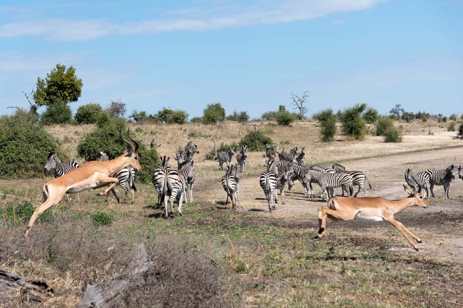 Chobe National Park: Day Trip, Safari drive & River Cruise - The 3.5-hour morning game drive