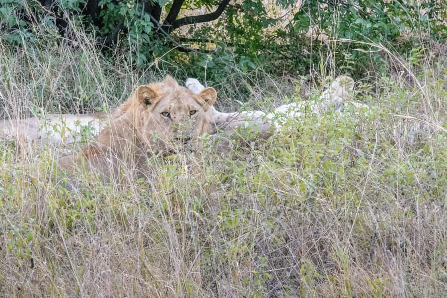 Chobe National Park: Day Trip, Safari drive & River Cruise - Lunch at the resort in Kasane