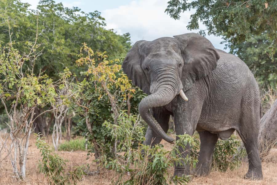 Chobe National Park: Day Trip, Safari drive & River Cruise - The return trip and ten-hour pace