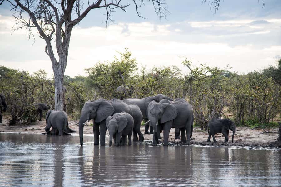 Chobe National Park: Day Trip, Safari drive & River Cruise - Who should book this Chobe day trip?