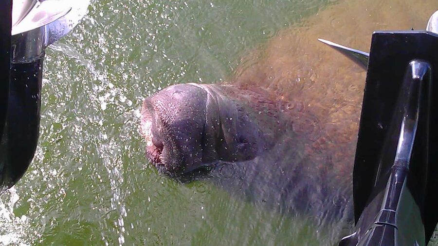 Cocoa Beach: Thousand Islands Banana River Boat Cruise - Key points before you book