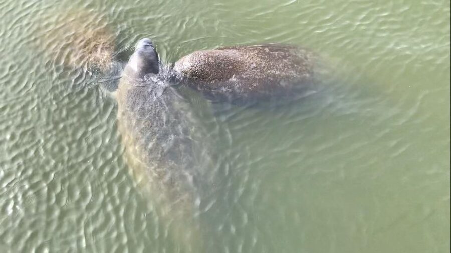 Cocoa Beach: Thousand Islands Banana River Boat Cruise - The value of the guide’s local stories