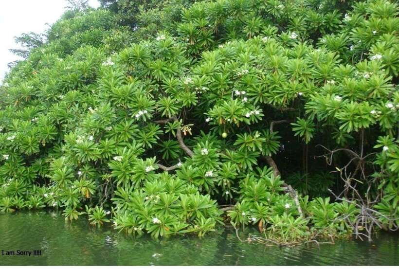 Colombo/Negombo: Muthurajawela & Dutch Canal Boat Adventure - Key points to know before booking