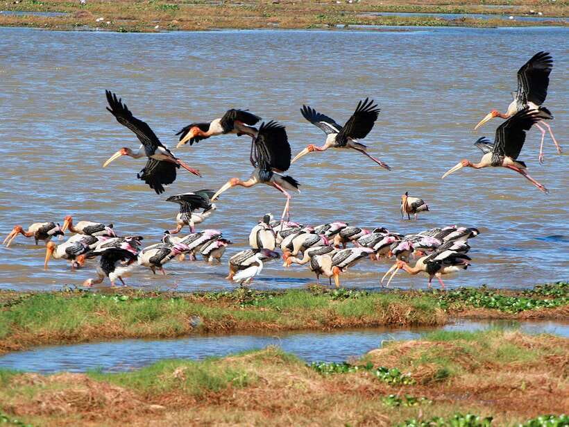 Colombo/Negombo: Muthurajawela & Dutch Canal Boat Adventure - Muthurajawela Wetland Sanctuary at 6:15